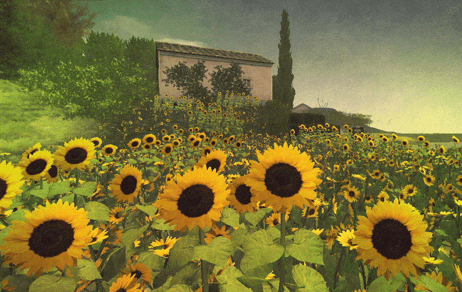 Sunflowers